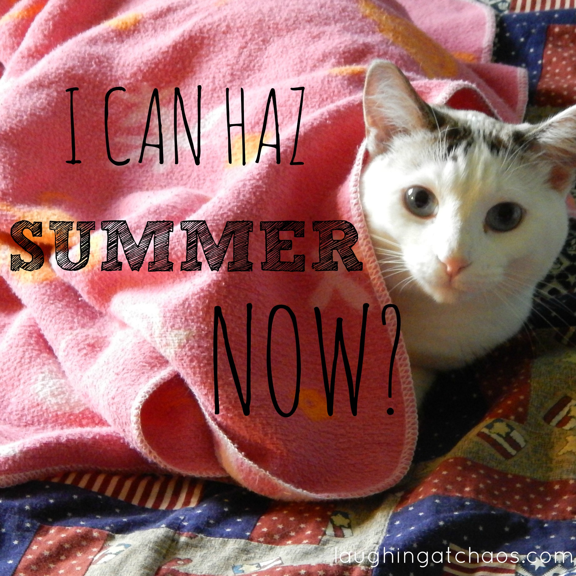 I can haz summer now?